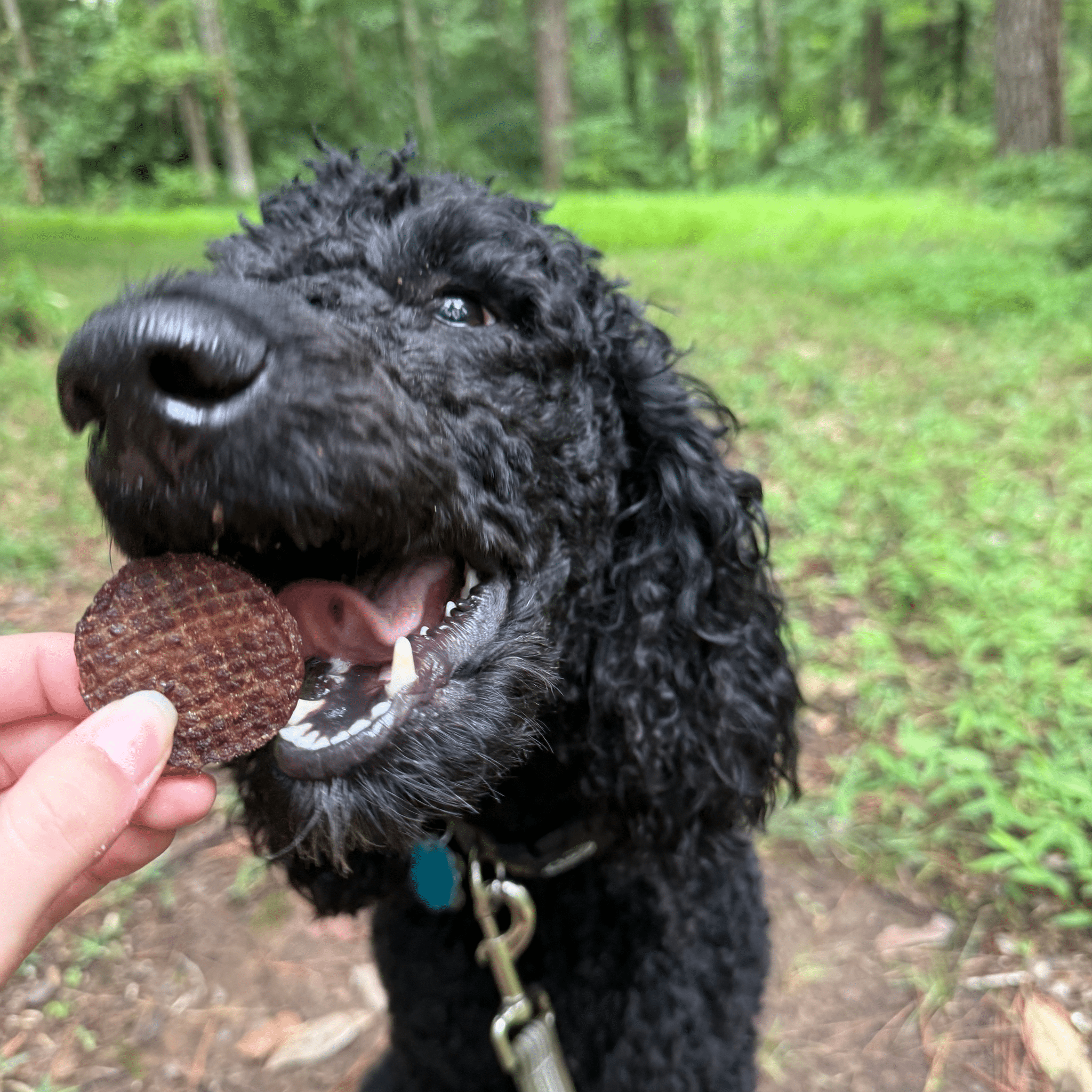 Beef Chips Dog Treats