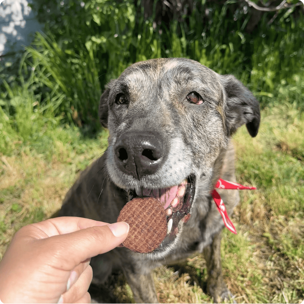Beef Chips Dog Treats