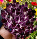 Rare DARK PURPLE Amethyst Quartz Cluster Natural Crystal